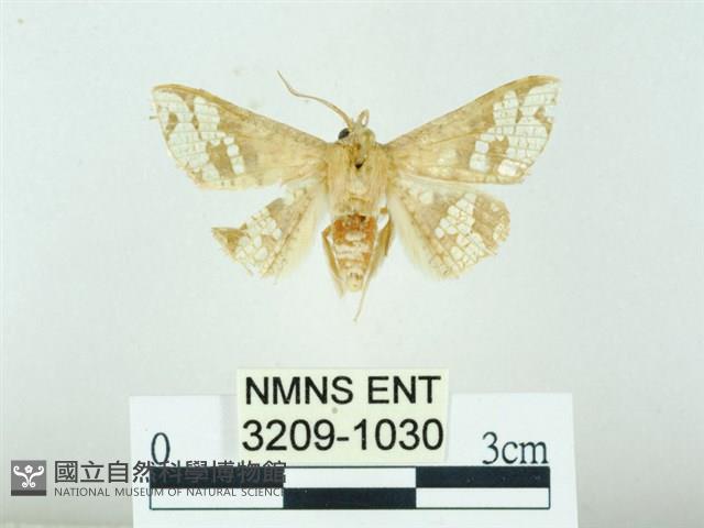 琉球雲紋網蛾藏品圖，第1張