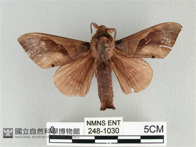 大褐斑枯葉蛾藏品圖，第1張