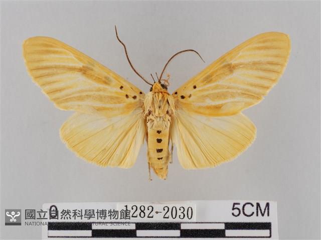 橙擬燈蛾藏品圖，第1張