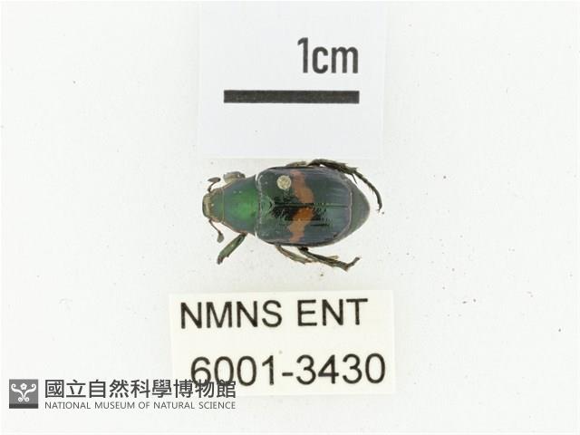 橫紋青銅金龜藏品圖，第1張