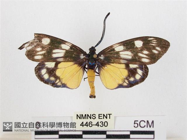 蓬萊茶斑蛾藏品圖，第1張