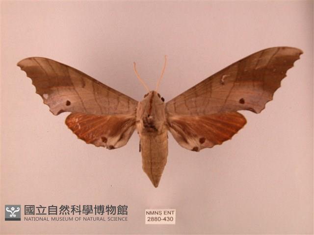 栗六點天蛾藏品圖，第1張