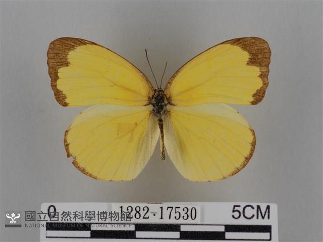 亮色黃蝶藏品圖，第1張