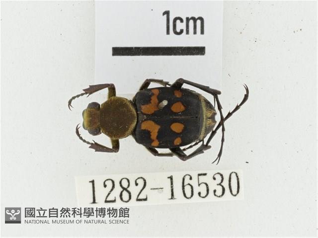 黃肩長腳花金龜藏品圖，第1張