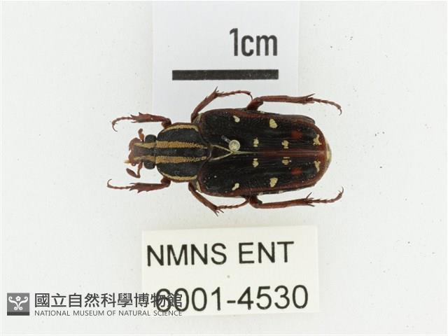 巴蘭陷紋金龜藏品圖，第1張