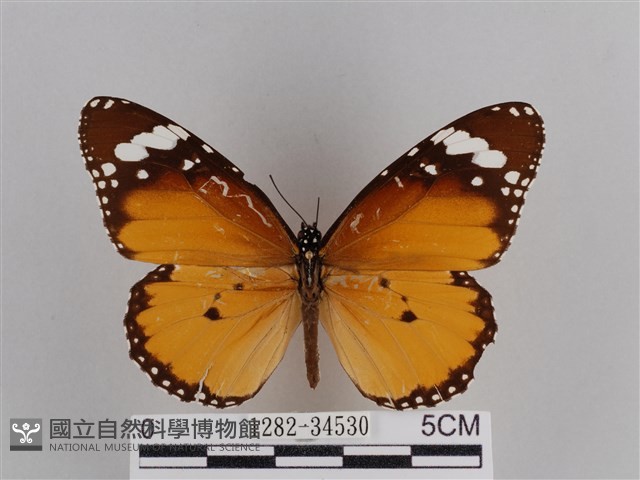 樺斑蝶藏品圖，第1張