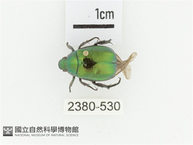 艷金龜藏品圖，第1張