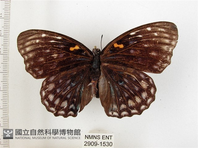燦蛺蝶藏品圖，第1張