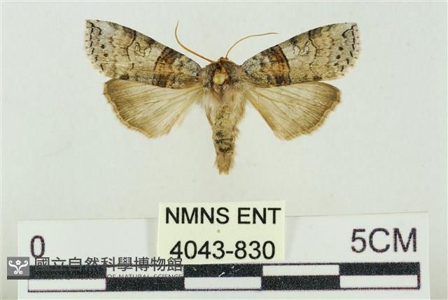 帶波紋蛾藏品圖，第1張