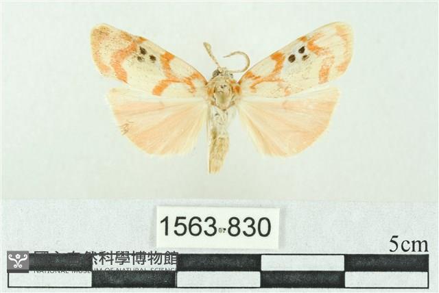 臺雪苔蛾藏品圖，第1張