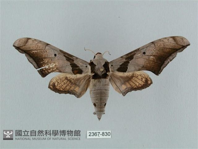 黑帶鷹翅天蛾藏品圖，第1張