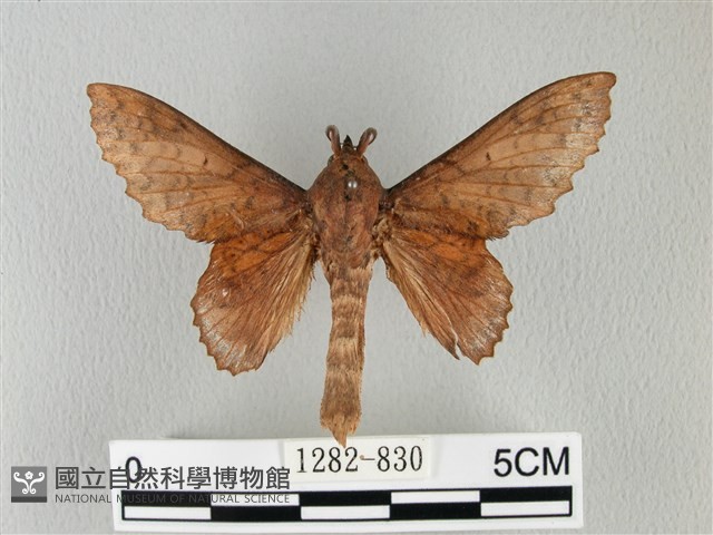 鋸緣枯葉蛾藏品圖，第1張