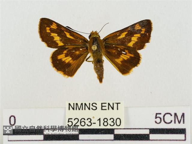 蓬萊黃斑弄蝶藏品圖，第1張