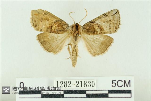 基黑新波紋蛾藏品圖，第1張