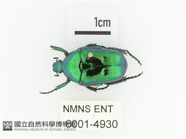 藍艷白點花金龜藏品圖，第1張