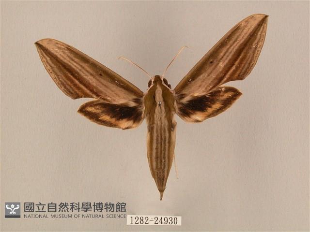 棕綠背線天蛾藏品圖，第1張