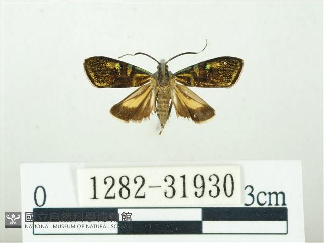 叉紋閃舞蛾藏品圖，第1張