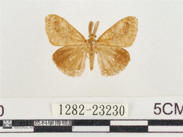 小白紋毒蛾藏品圖，第1張