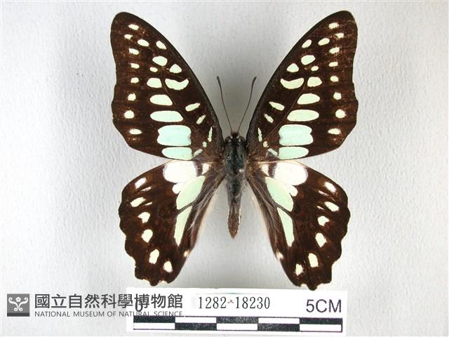 木蘭青鳳蝶藏品圖，第1張