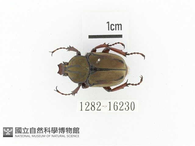 臺灣角金龜藏品圖，第1張