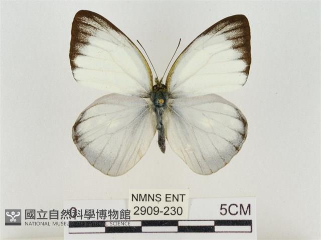 淡褐脈粉蝶藏品圖，第1張