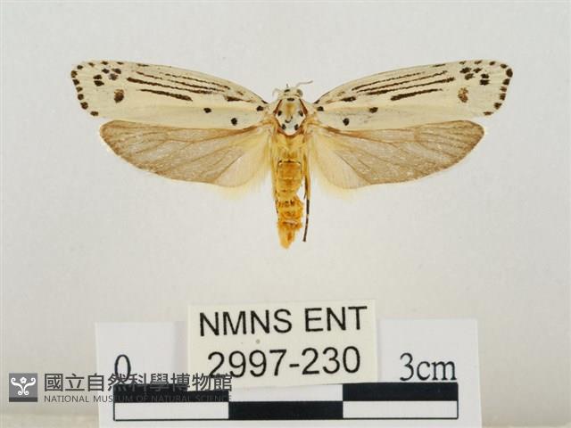 線紋篩蛾藏品圖，第1張