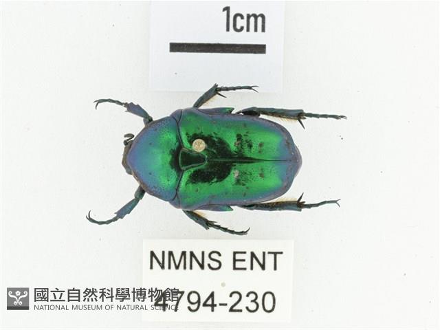 藍艷白點花金龜藏品圖，第1張