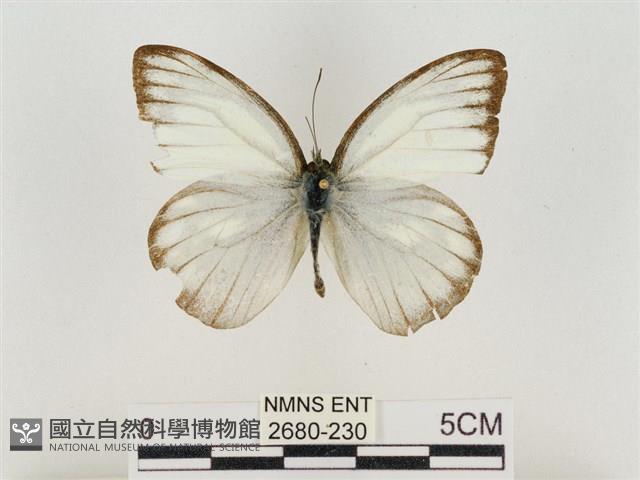 淡褐脈粉蝶藏品圖，第1張