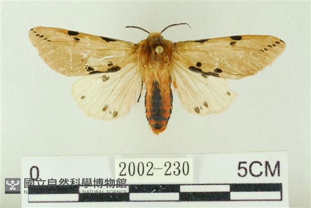 棍棒污燈蛾藏品圖，第1張