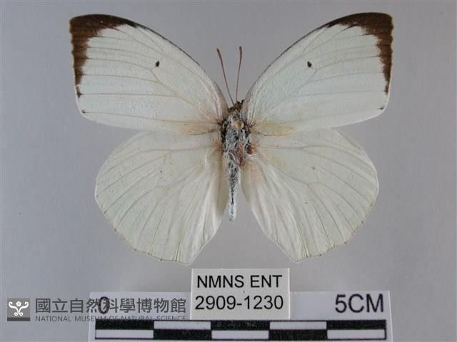 細波遷粉蝶藏品圖，第1張