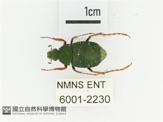 三輪長腳花金龜藏品圖，第1張