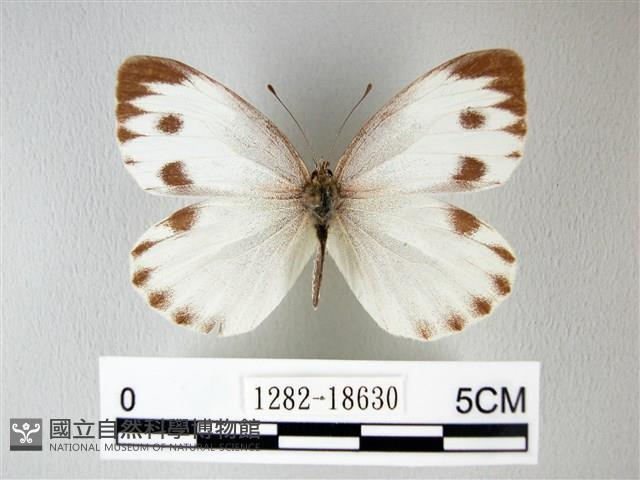 緣點白粉蝶藏品圖，第1張