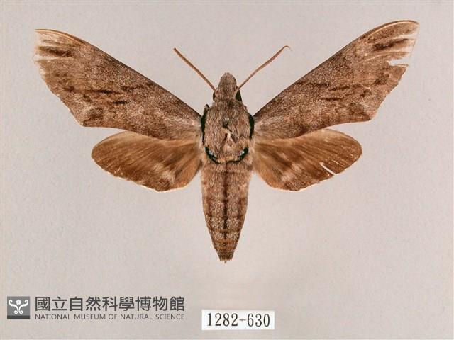 細斜紋霜天蛾藏品圖，第1張