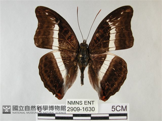 紫俳線蛺蝶藏品圖，第1張