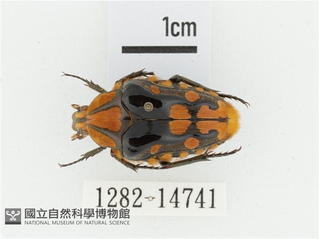 臺灣瘦花金龜藏品圖，第1張