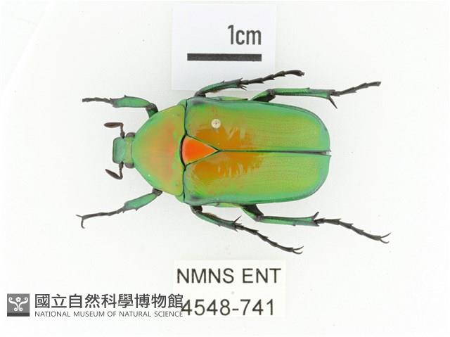 金艷騷金龜藏品圖，第1張