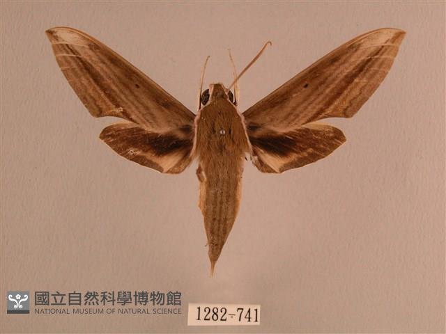 背線天蛾藏品圖，第1張