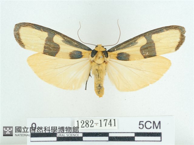 閃光苔蛾藏品圖，第1張
