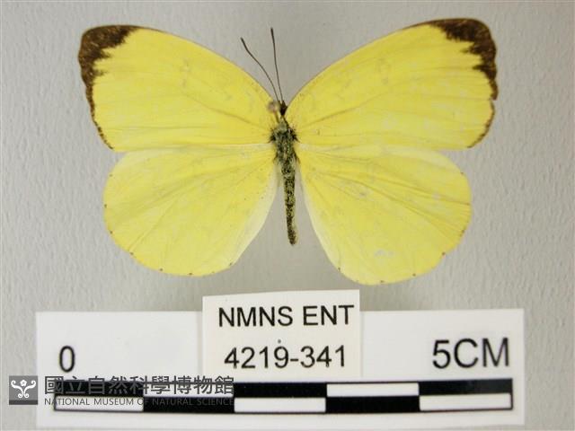 荷氏黃蝶藏品圖，第1張