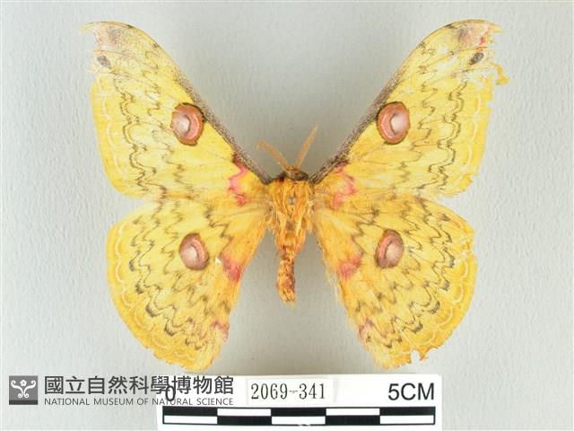 黃豹天蠶蛾藏品圖，第1張