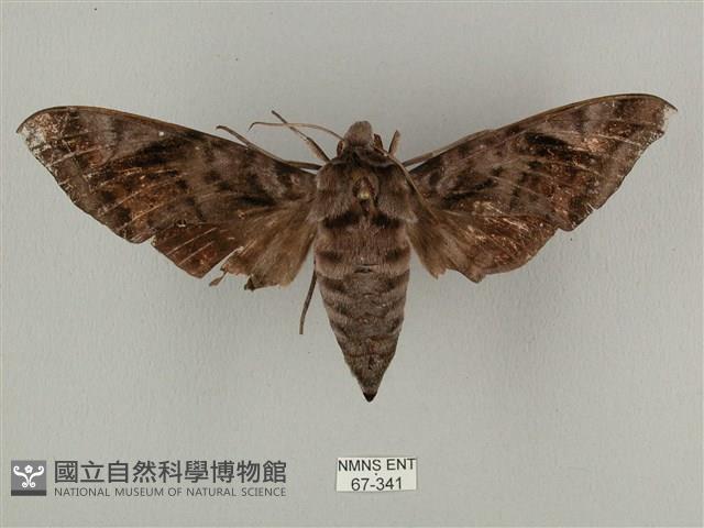 全緣缺角天蛾藏品圖，第1張