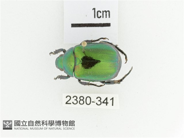 艷金龜藏品圖，第1張
