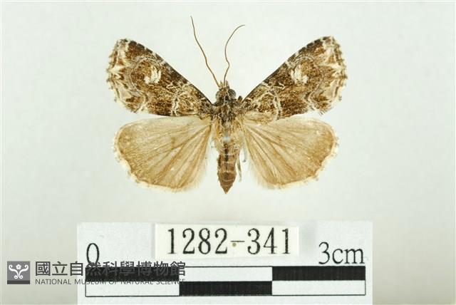 白斑散紋夜蛾藏品圖，第1張