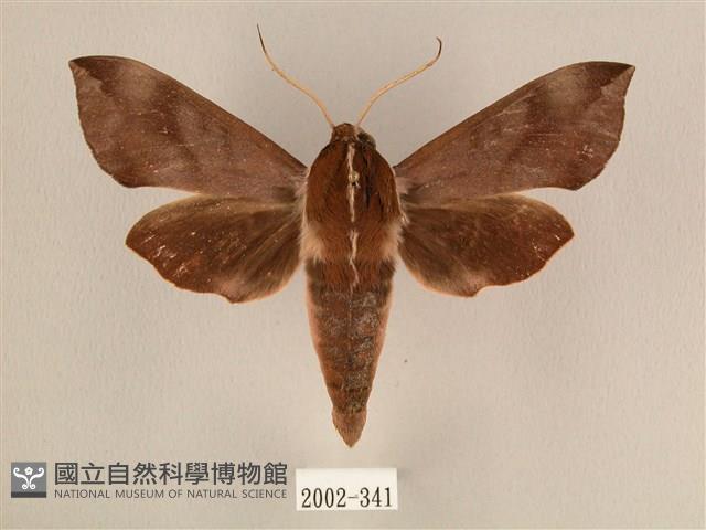 背中白天蛾藏品圖，第1張