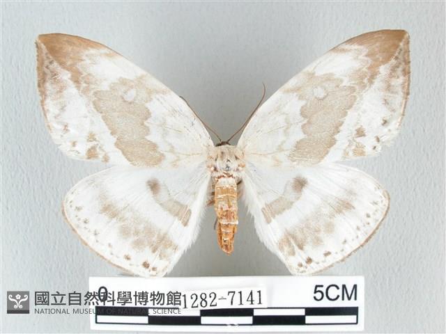 圓翅大鉤蛾藏品圖，第1張