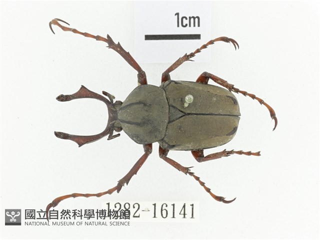 臺灣角金龜藏品圖，第1張