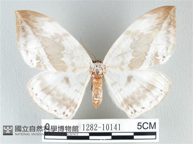 圓翅大鉤蛾藏品圖，第1張