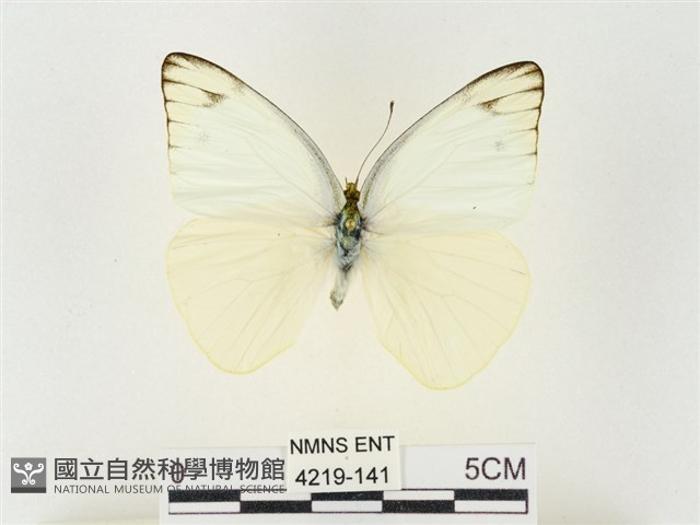黃尖粉蝶藏品圖，第1張