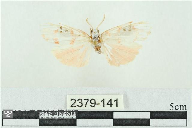 臺雪苔蛾藏品圖，第1張