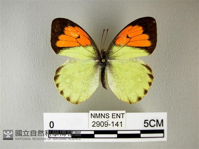 異粉蝶、雌白黃蝶藏品圖，第1張